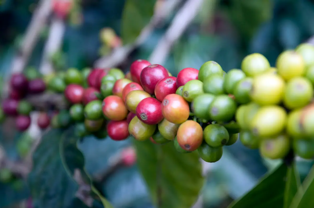 Granos de café maduros y verdes en la rama, en una finca del Cauca, Colombia.