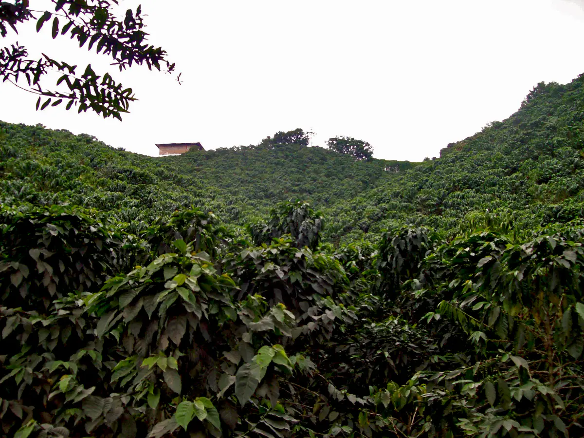 Cafetal en ladera en Chinchiná, Caldas, con árboles de sombra en la cima.